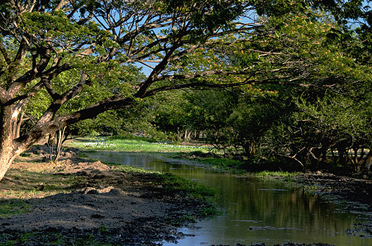 Parque Nacional Palo Verde